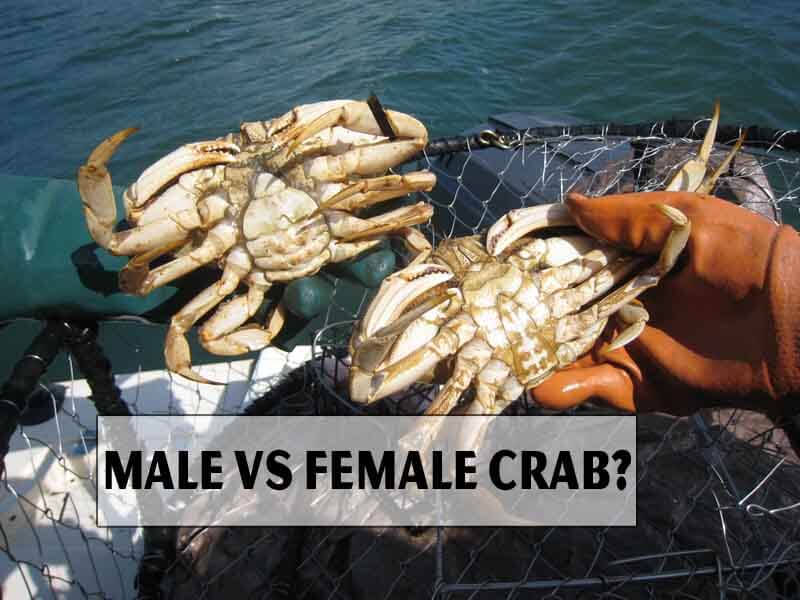 Male Vs Female Crab