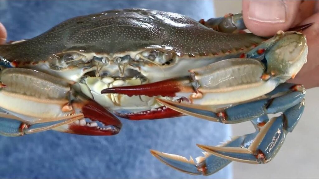 Storing Live Blue Crabs In Water