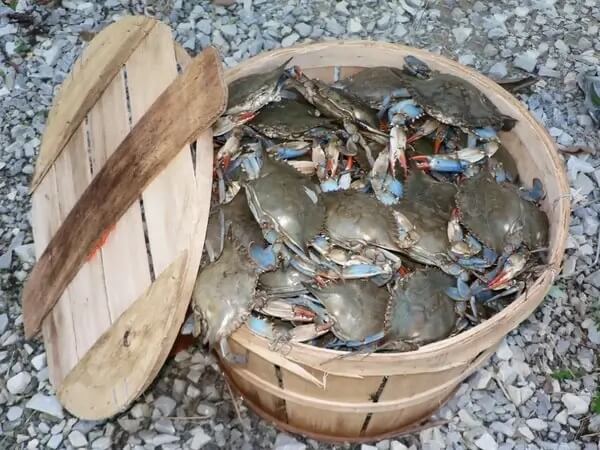 Storing Live Crabs In A Bushel Basket