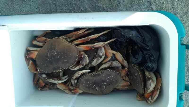 Storing Live Crabs In A Cooler