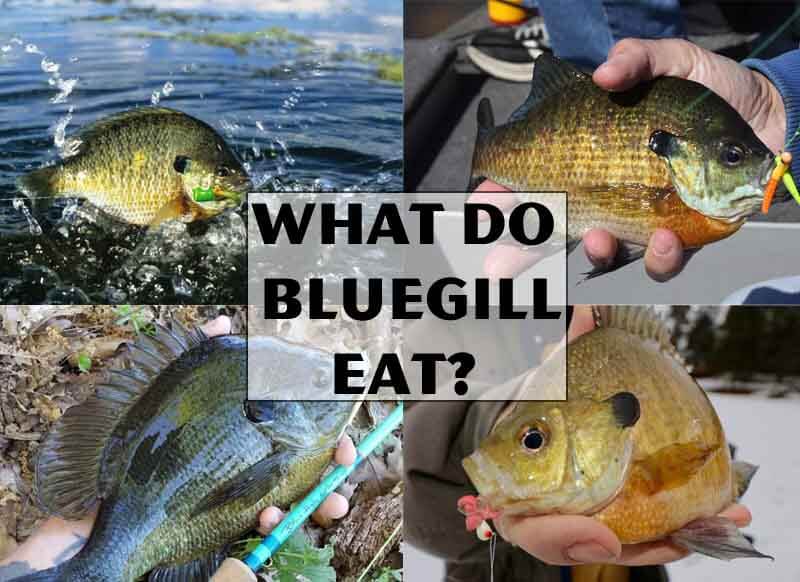 What Do Bluegill Eat