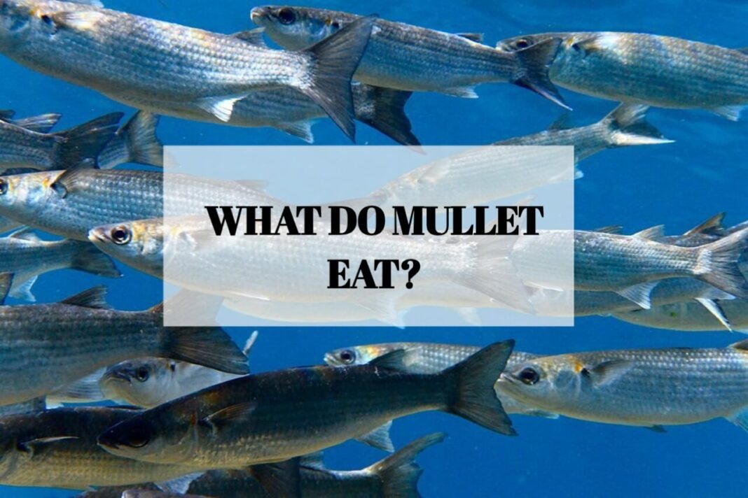 What do mullet eat?