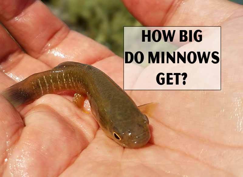 How Big Do Minnows Get