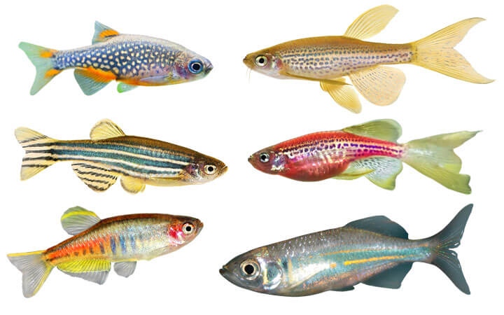 danios can breed and have multiple offspring,
